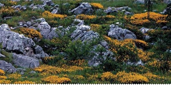 Tko i zašto negira Hercegovinu i Hercegovce ljubuski.info