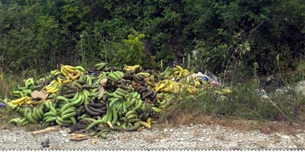 Otkud toliko odbačenih banana u Lipnu? ljubuski.info