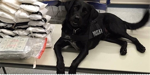 Na graničnom prijelazu kod Vrgorca pas otkrio 11 kilograma marihuane