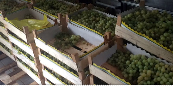 Ipak stiglo uvozno grožđe, domaći vinogradari ogorčeni ljubuski.info