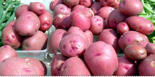 Poluranjka - lokalna hercegovačka sorta krumpira ljubuski.info