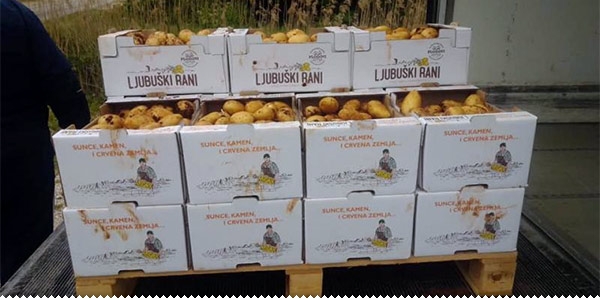 Kupcima isporučena prva tura ljubuškog ranog krumpira ljubuski.info