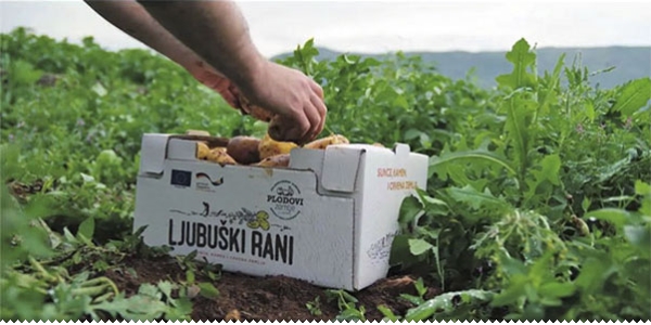 ljubuski.info