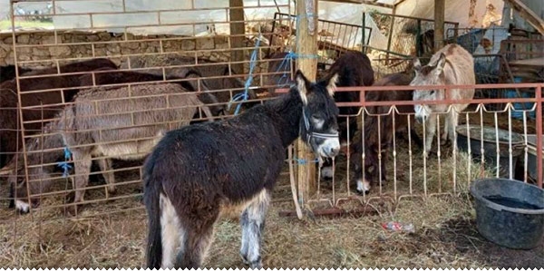 Ljekovito magareće mlijeko iz Gruda kupuju i Švicarci, Francuzi, Šveđani ljubuski.info