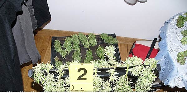U unajmljenom stanu u Ljubuškom pronađeno 3 kg marihuane zapljena