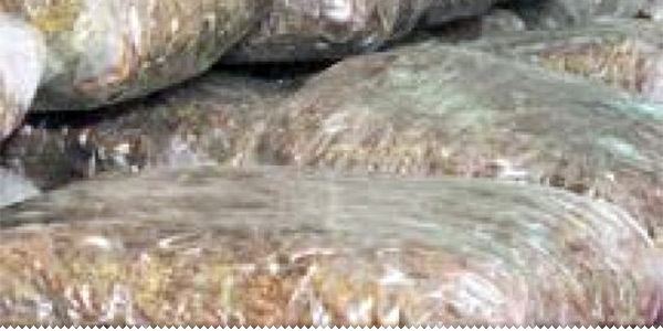 Na Žabaru zaplijenjena marihuana ljubuski.info