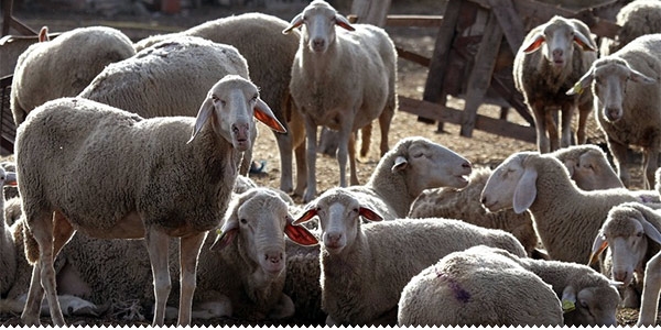 Vlasnicima koji ne ispitaju životinje na brucelozu kazna i do 87.000 maraka