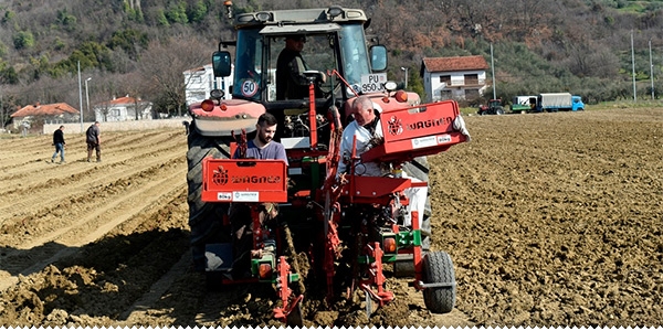Počela sadnja vinove loze na Plantaži ljubuski.info