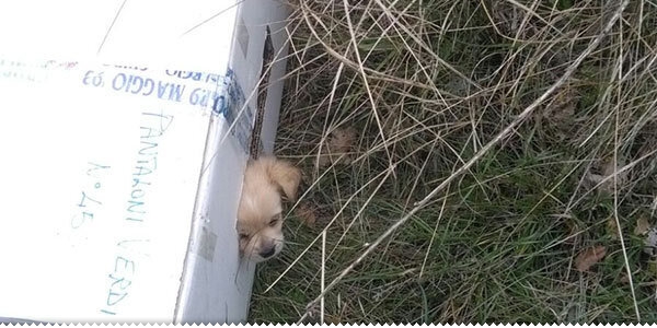 Odbačeni psići traže udomitelja ljubuski.info