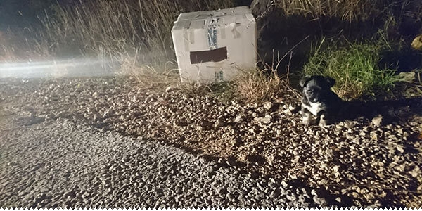 Priči o tri mala ostavljena psića još nema kraja! ljubuski.info