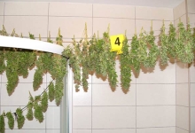U unajmljenom stanu u Ljubuškom pronađeno 3 kg marihuane Zapljena