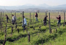 ljubuski.info galerija