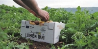 Ljubuški rani krumpir postaje prepoznatljiv na tržištu ljubuski.info