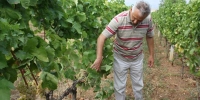 Posljedice tuče na vinovoj lozi mogu trajati godinama ljubuski.info