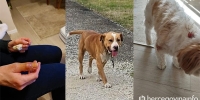 Pas u Ljubuškom izgrizao ženu i njenog psa ljubuski.info