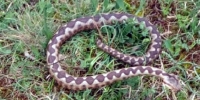 Poskoci se približili kućama u Hercegovini ljubuski.info